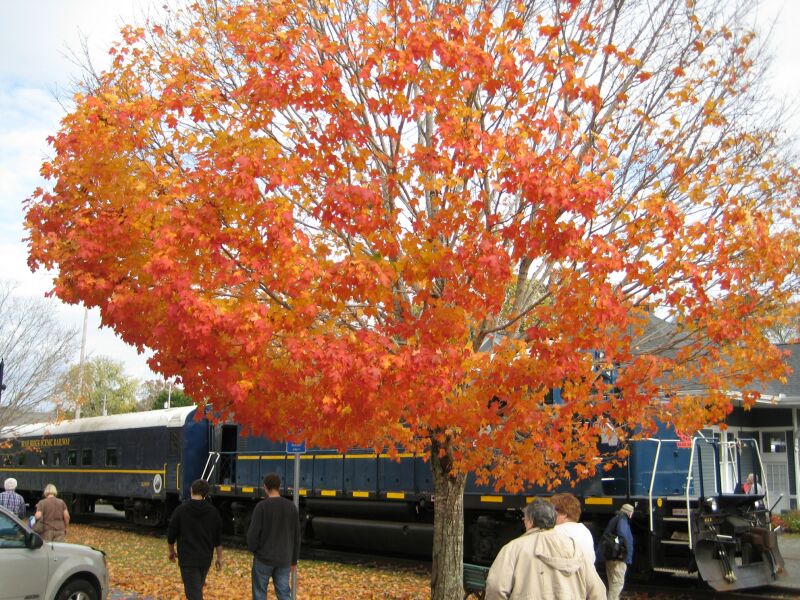 {short description of image}