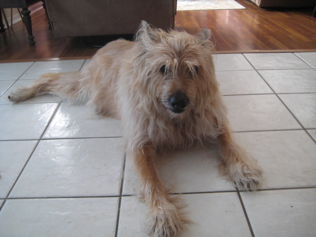 {short description of image}